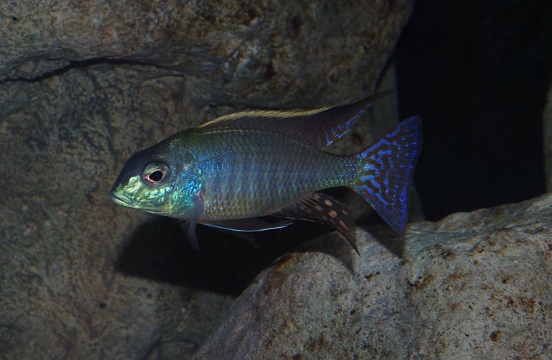 Lethrinops marginatus 'Senga Bay'